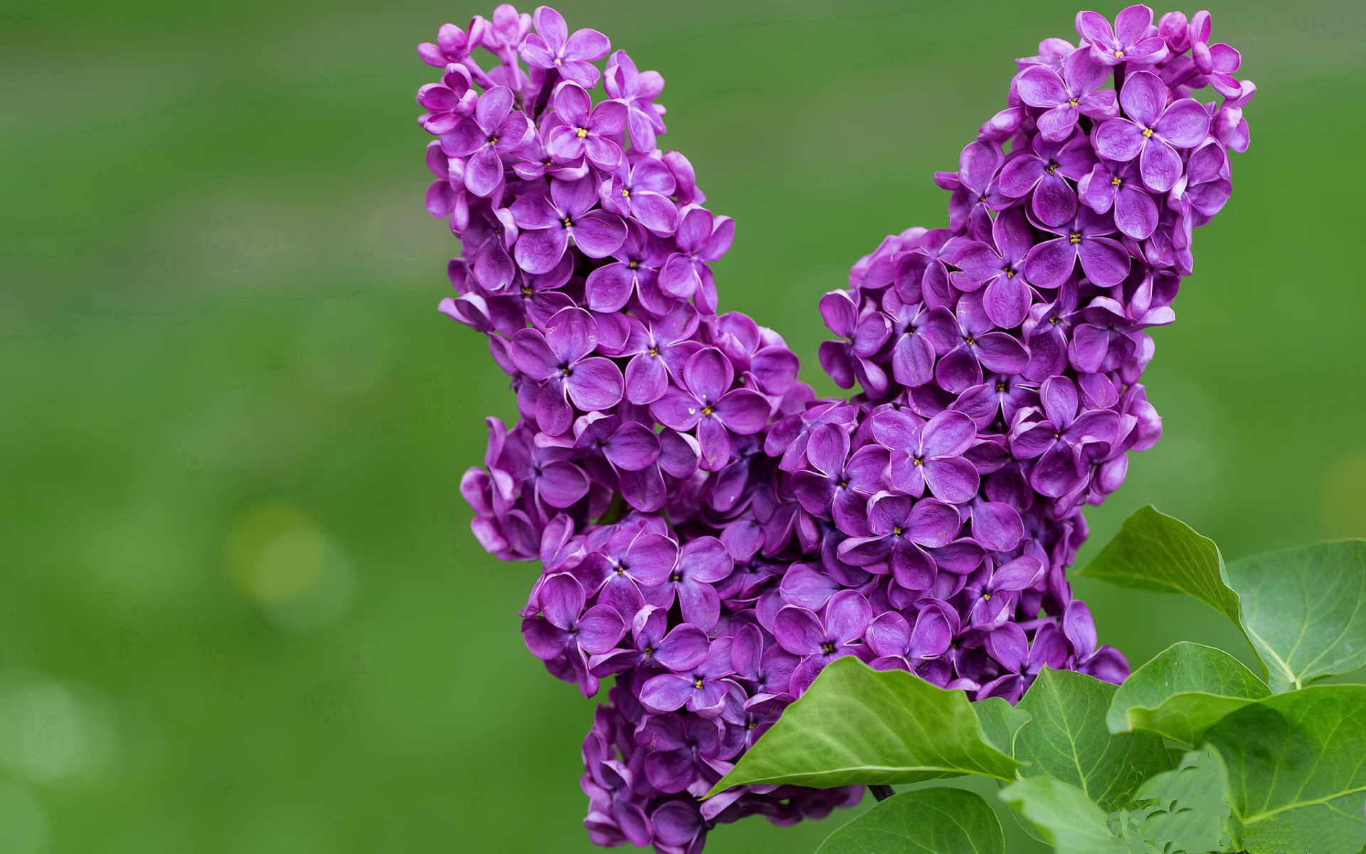 爱游戏在线登录入口-_篮网团队协作出色，积分领先优势明显_，篮网组团