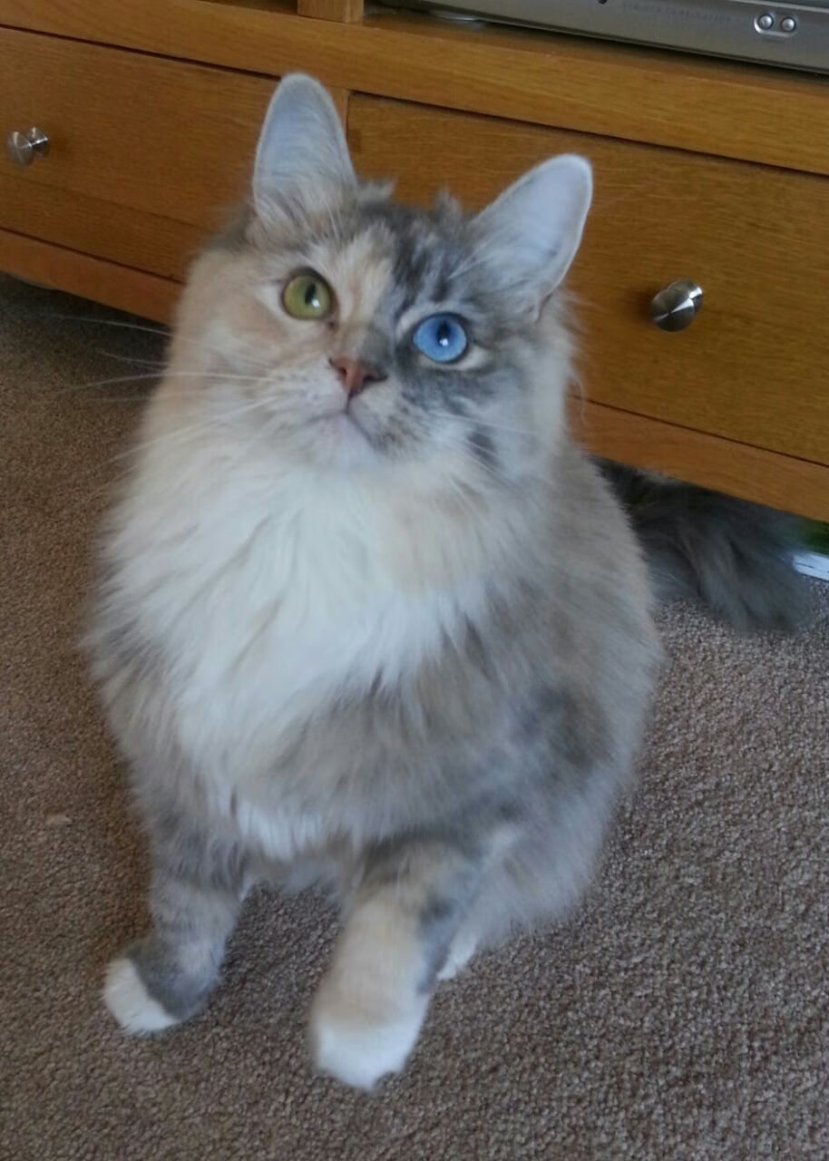 “超级杯激战正酣,广州队逆转夺冠”,超级杯比赛时间