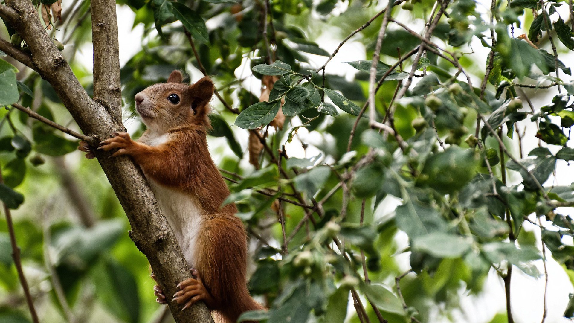 以足球+旅游的区域品牌打造,带动城市经济持续增长,足球带动的经济效益