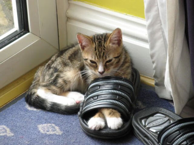 AYX GAMING-巴西女足在奥运会小组赛中与美国队激战，巴西奥运会女足比赛