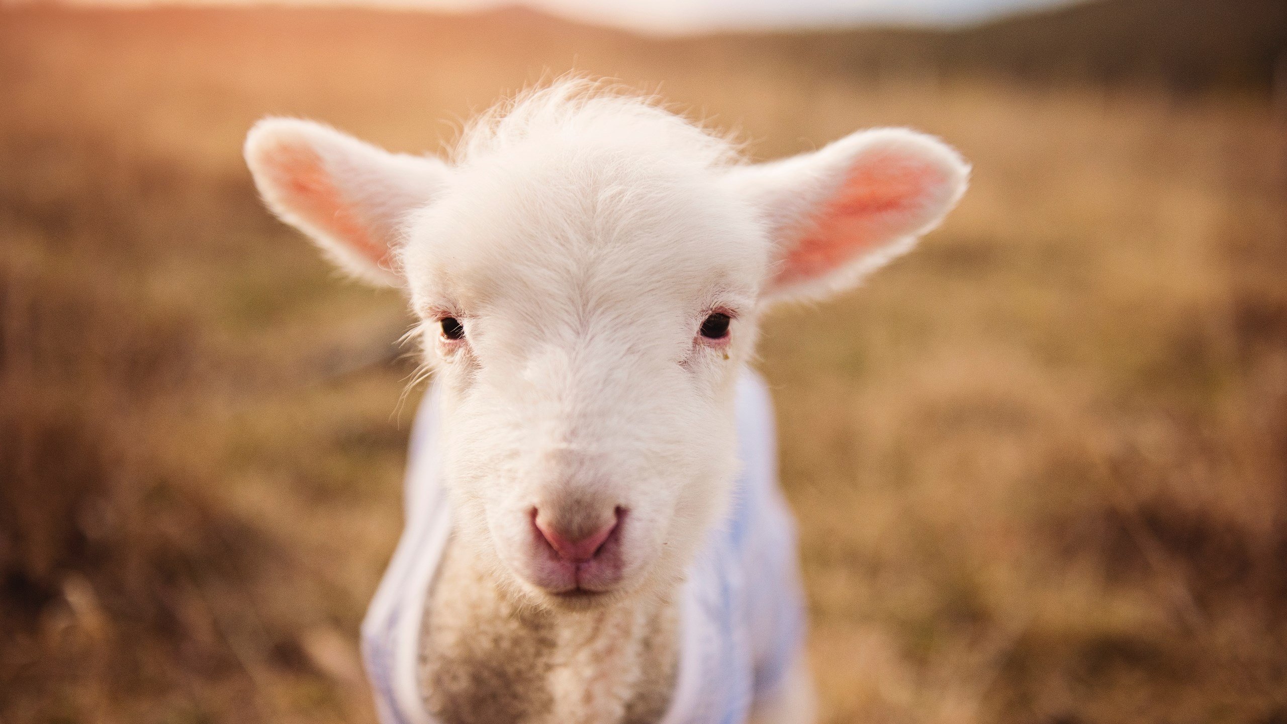 爱游戏中国官方登录入口网站-意甲逆转，教练强调团队合作，意甲队伍