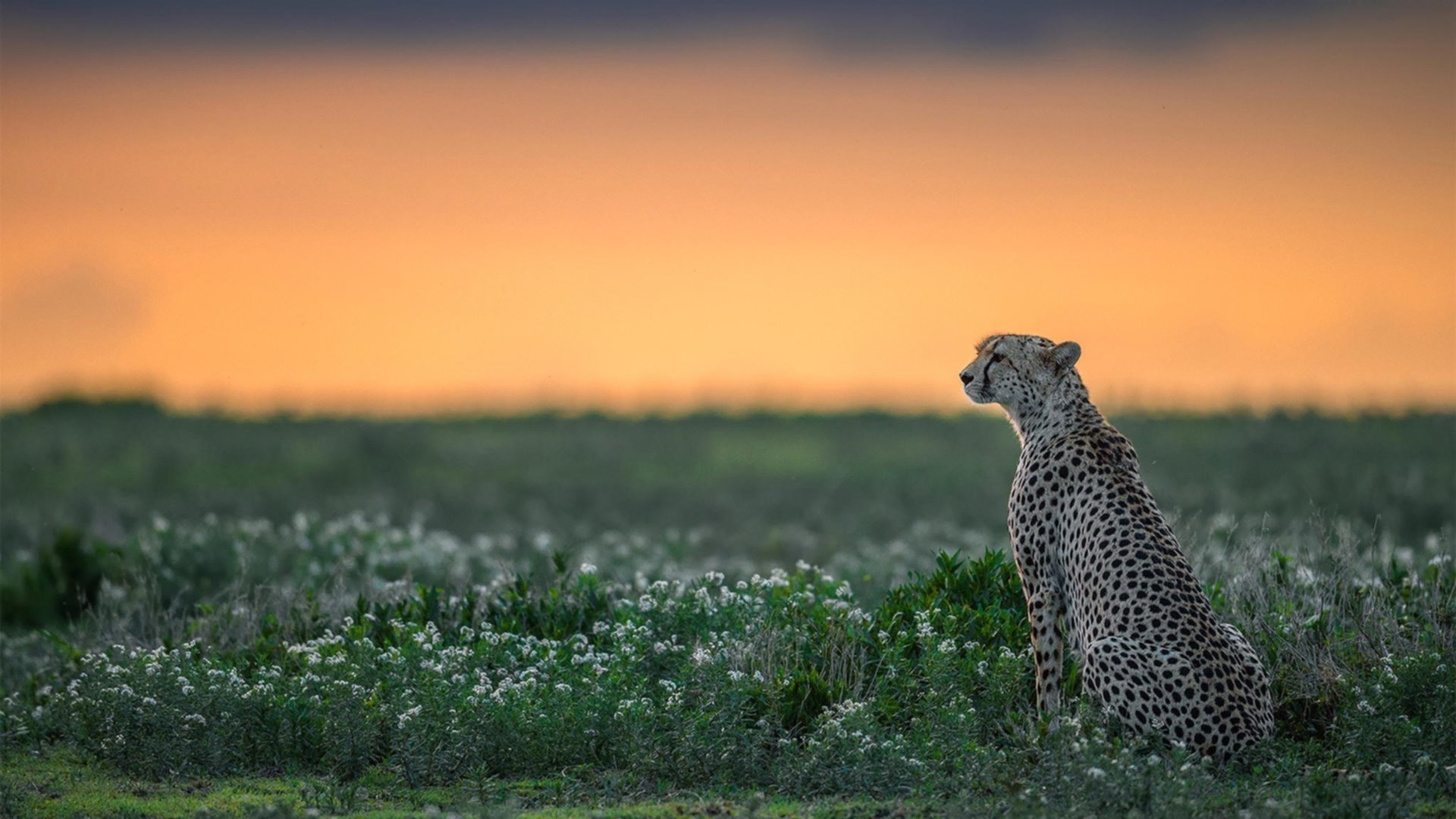 意甲闪耀新星:未来足球之星崭露头角,欧洲足球未来之星