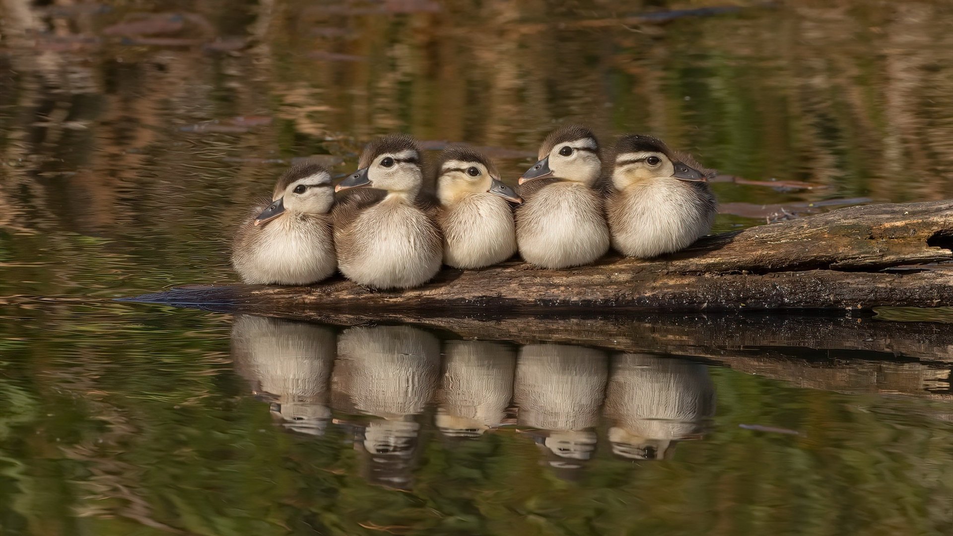 球迷“云支持”：线上线下的互动新体验，线上球赛