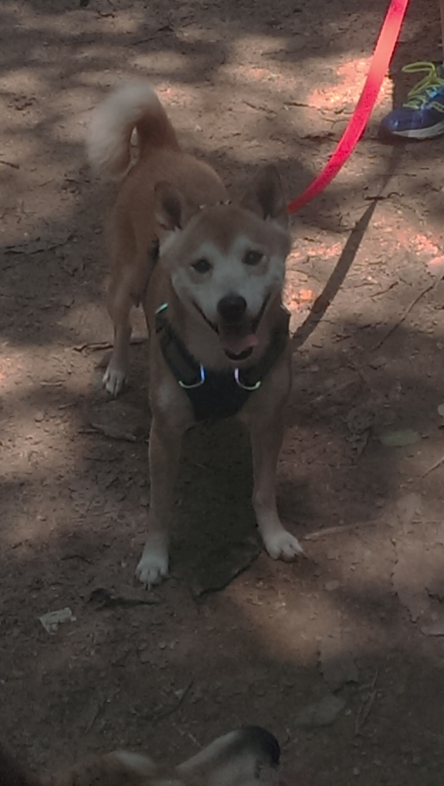 Aster训练营全力备战,aster战队基地在哪