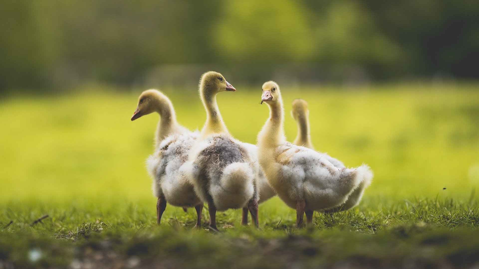 爱游戏在线登录入口-Aster训练营全力备战，aster队伍