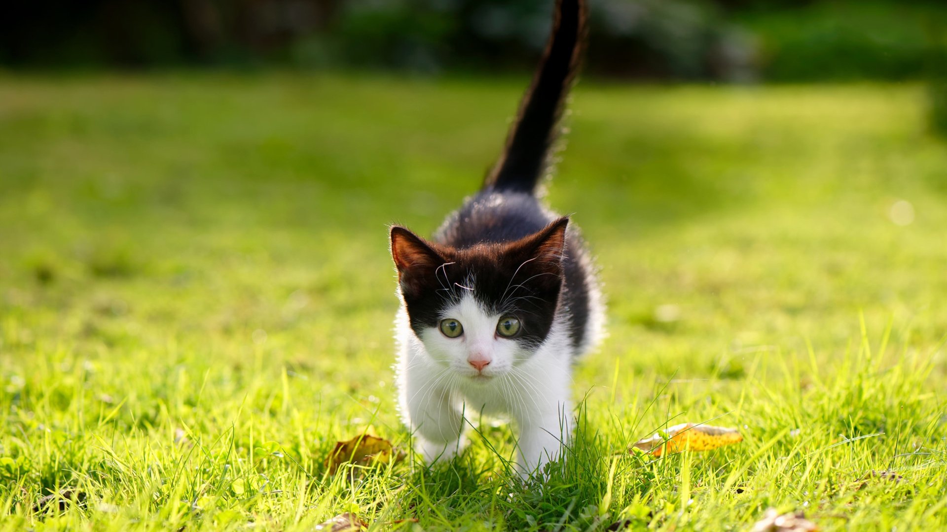 爱游戏娱乐-PSG.LGD球员技术提升明显，psg lgd是哪个国家的战队