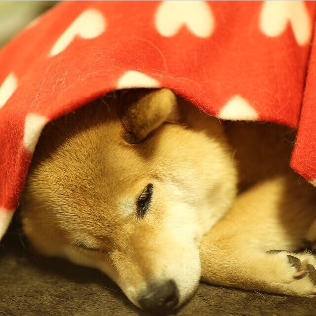 切尔西女足防线稳固仅丢7球,切尔西女足队员名单