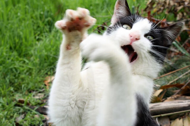 AYX官网-南美篮球职业联盟赛季接近尾声，各队实力激烈对抗，南美男篮