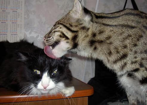 AYX GAME-掘金球队赛季后期表现抢眼，掘金2020赛季