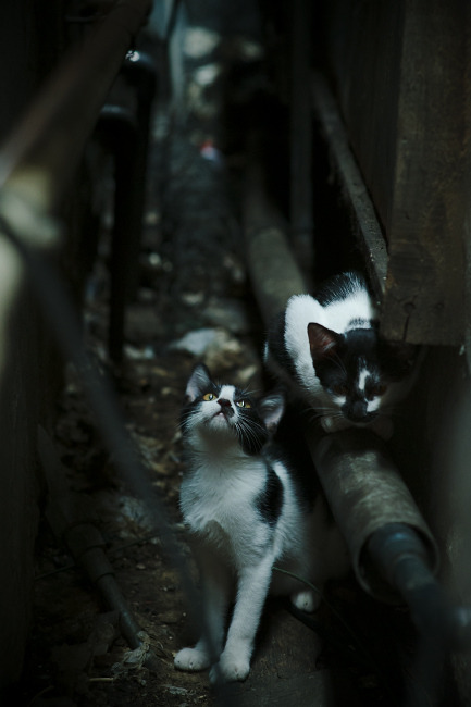 -猛龙队主场失利，面临东部竞争压力，猛龙队的主场在哪里