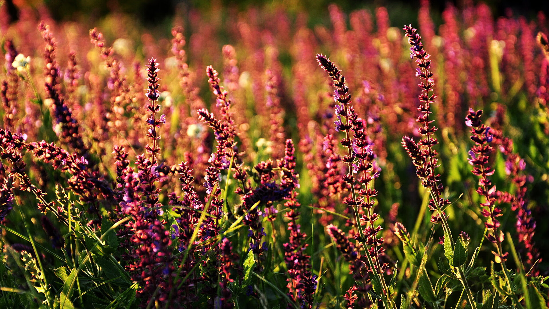 爱游戏-猛龙队创下连胜纪录，球员士气高涨，猛龙几连败