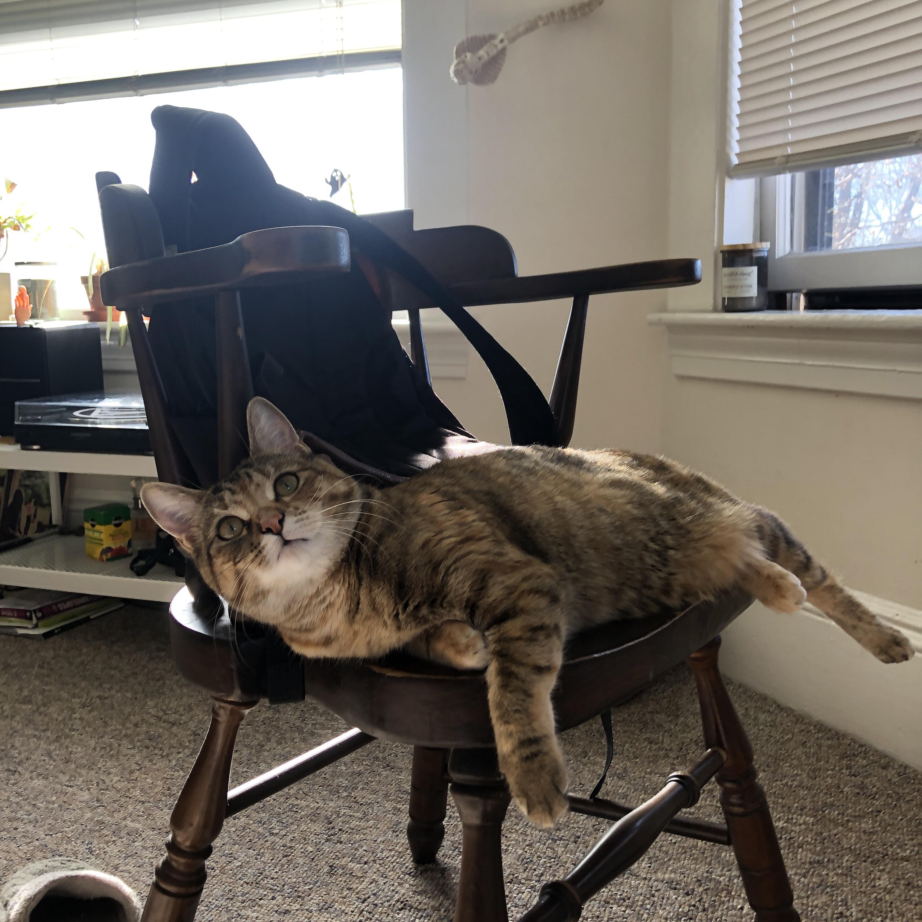 猛龙队培养新星计划顺利，猛龙队新秀