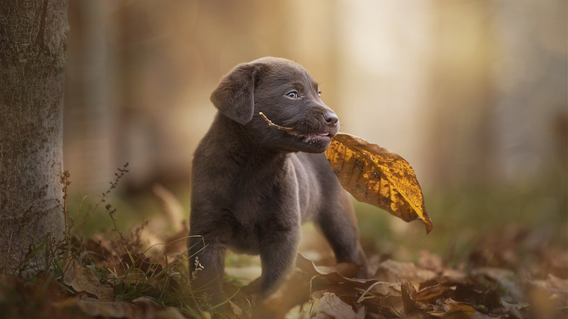 阿尔特塔:球队表现超出预期,目标是欧冠,阿尔特塔简历