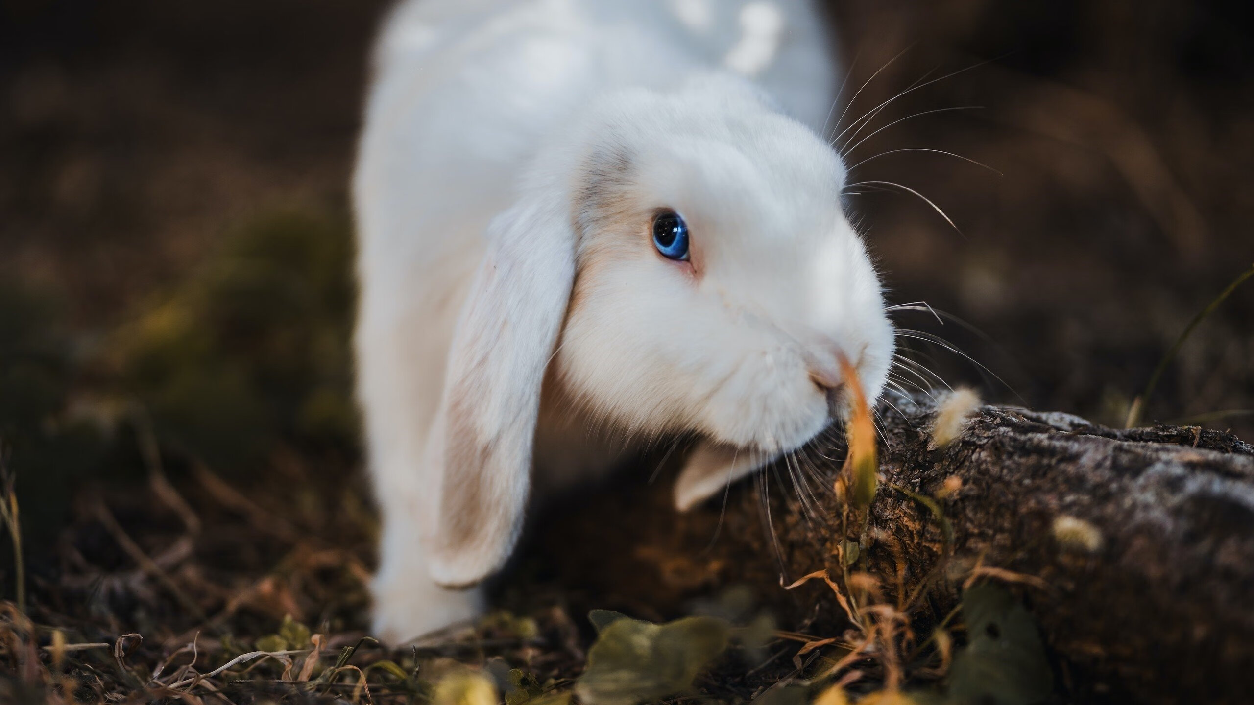中小学体育课程教学中性别差异分析,体育中的性别差异有哪些