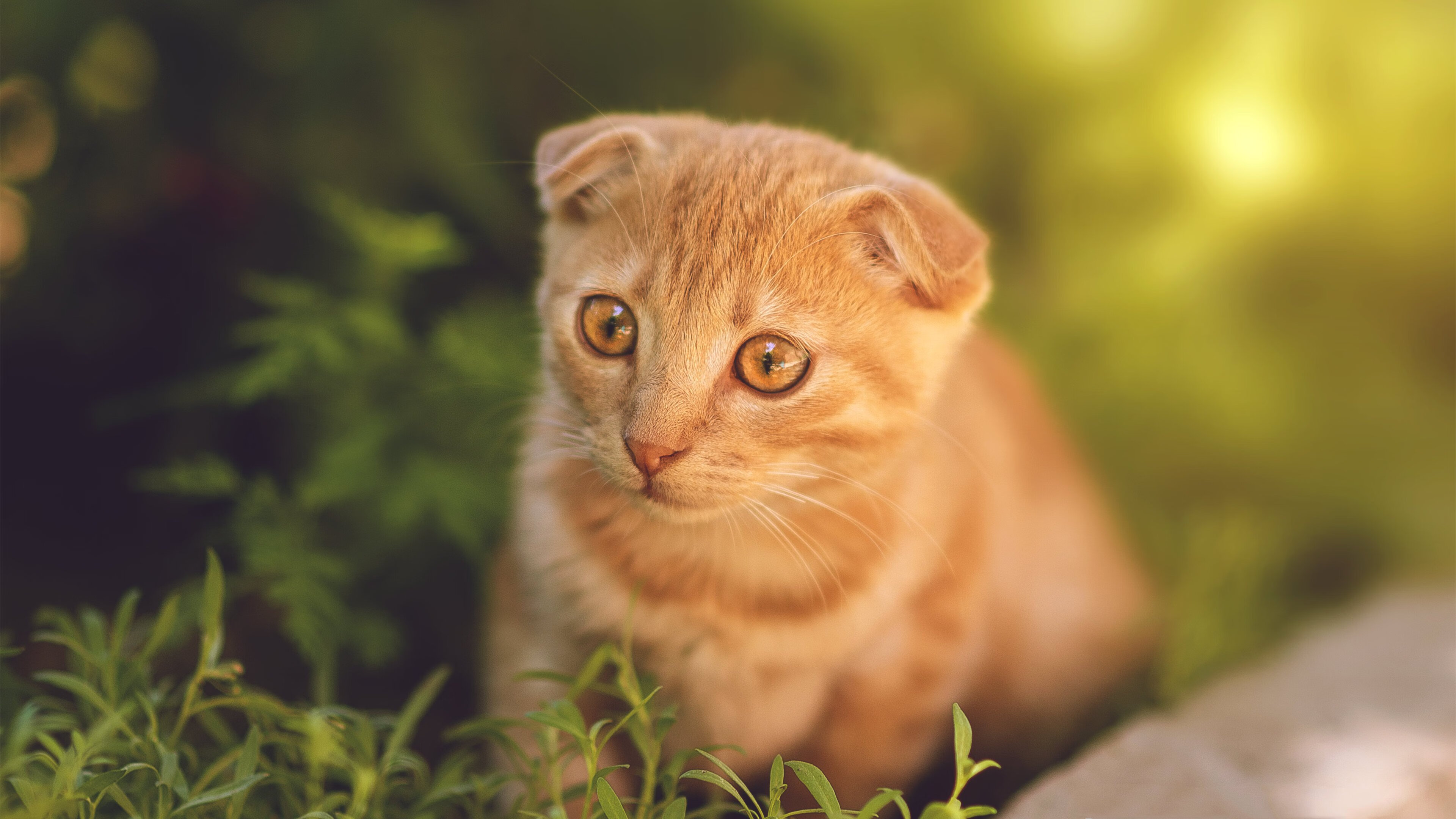 AIYOUXI.COM-职业联赛鼓励裁判参与国际赛事交流提升执法能力，职业技能大赛裁判长技术点评