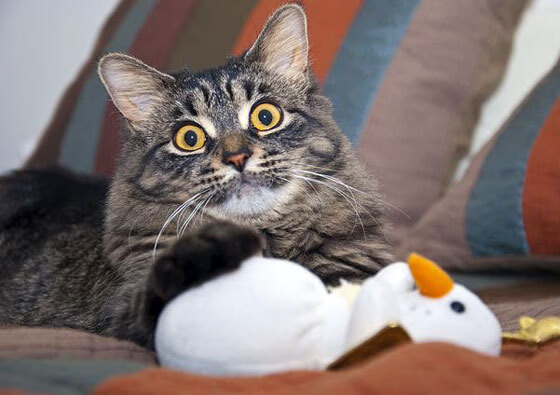 陈佳佩拉卡尼并肩出发同台竞技,陈佳妮简介